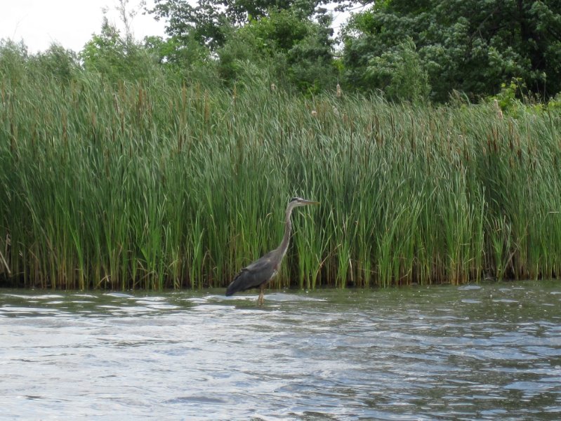 IMG_1114.jpg - Great Blue Heron