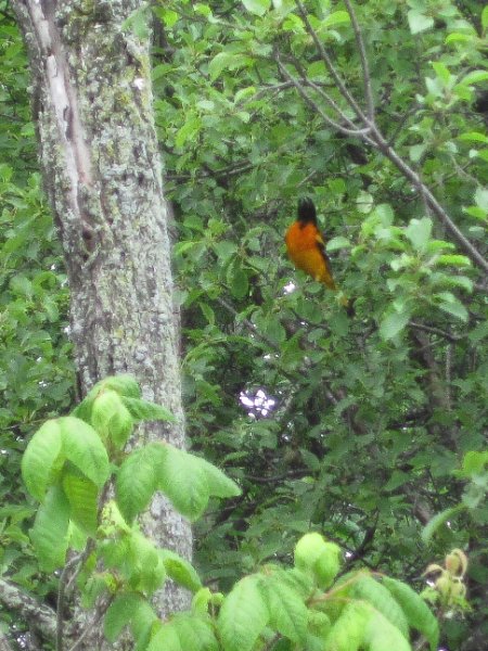 IMG_1122.jpg - Oriole