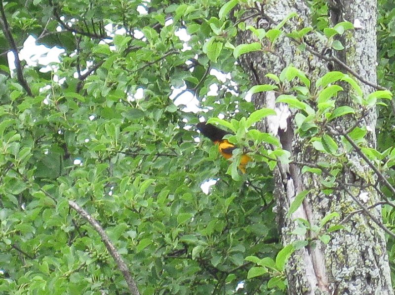 IMG_1123.jpg - Oriole