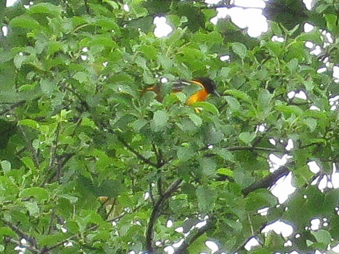 IMG_1124.jpg - Oriole is hiding in the trees above the geese