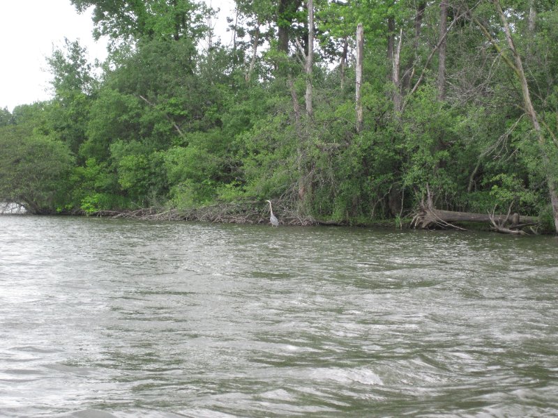 IMG_1127.jpg - Great Blue Heron