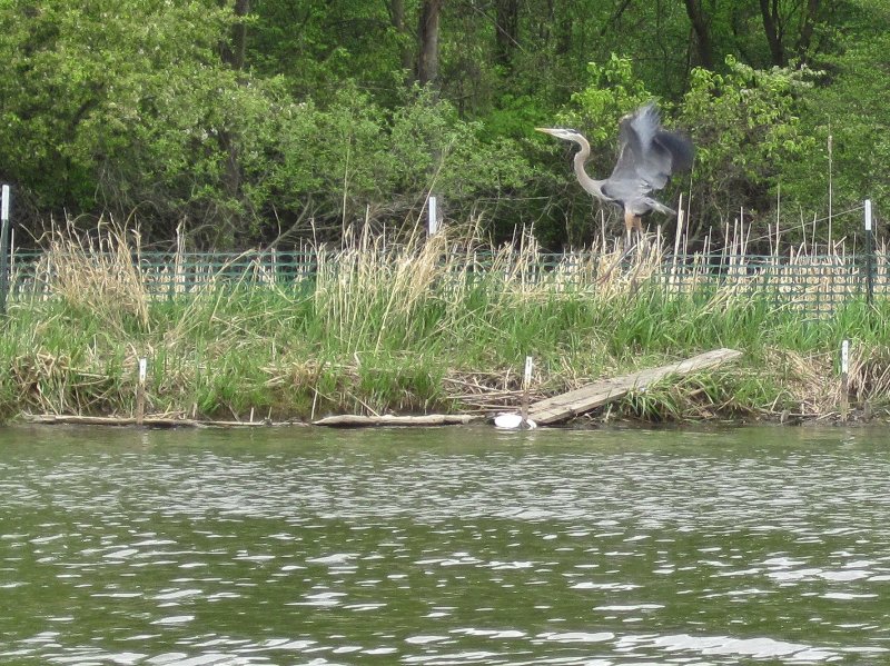 IMG_0424.jpg - Kayaking Busse Lake