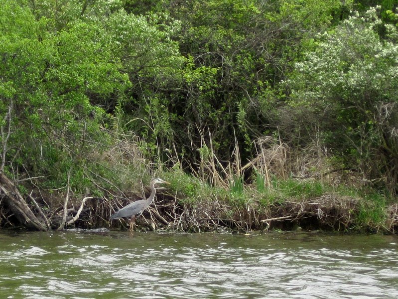 IMG_0426.jpg - Kayaking Busse Lake