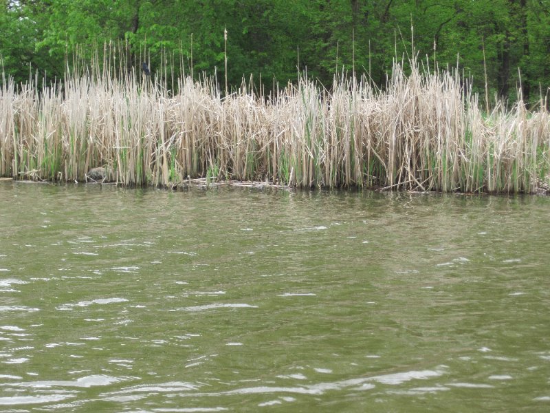 IMG_0430.jpg - Kayaking Busse Lake