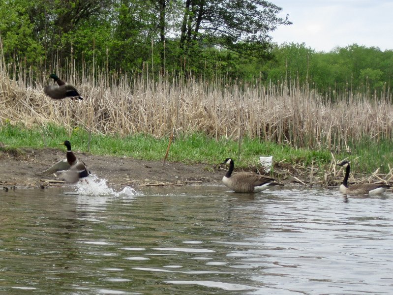 IMG_0434.jpg - Kayaking Busse Lake