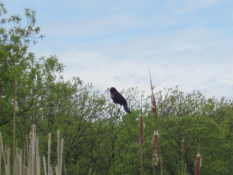IMG_0450.jpg - Redwing Black Bird