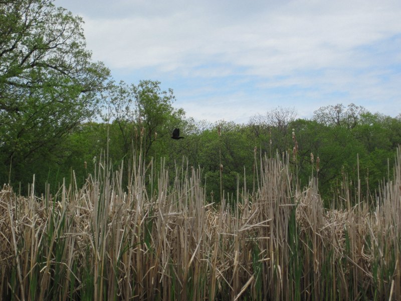 IMG_0451.jpg - Redwing Black Bird