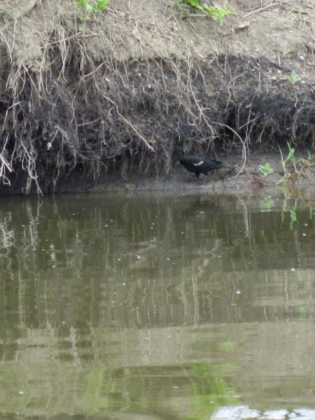 IMG_0452.jpg - Redwing Black Bird