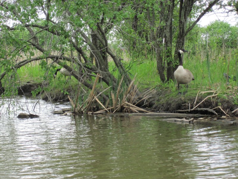 IMG_0453.jpg - Geese