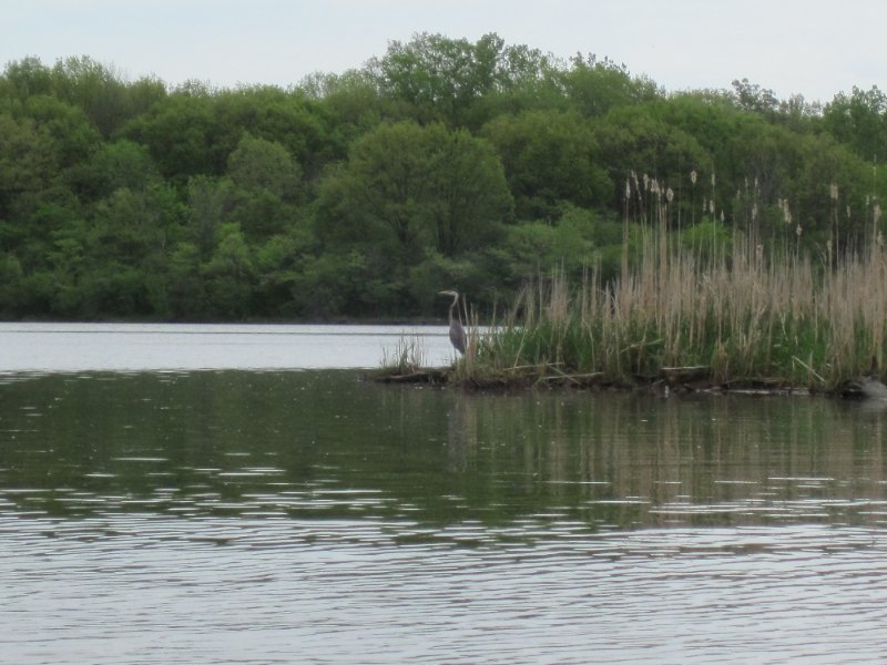IMG_0456.jpg - Great Blue Heron