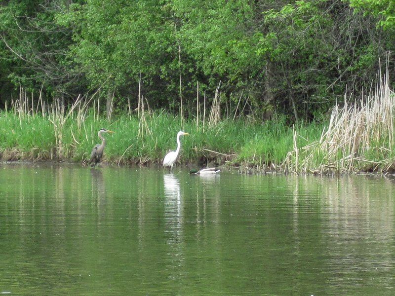 IMG_0460.jpg - Great Blue Heron, Egret, Duck