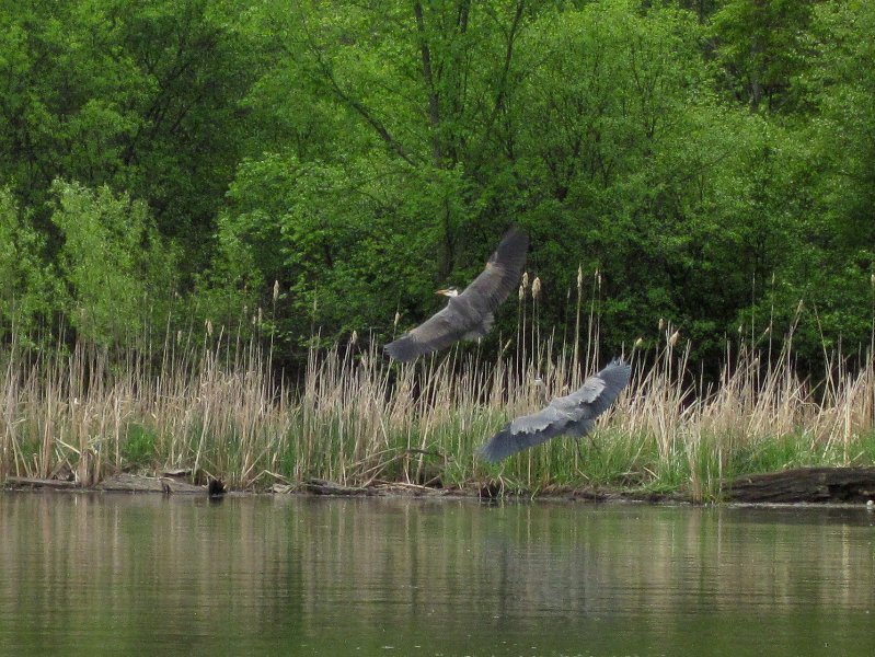 IMG_0465.jpg - Great Blue Herons.
