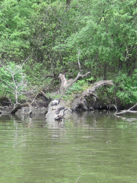 IMG_0476.jpg - Turtles