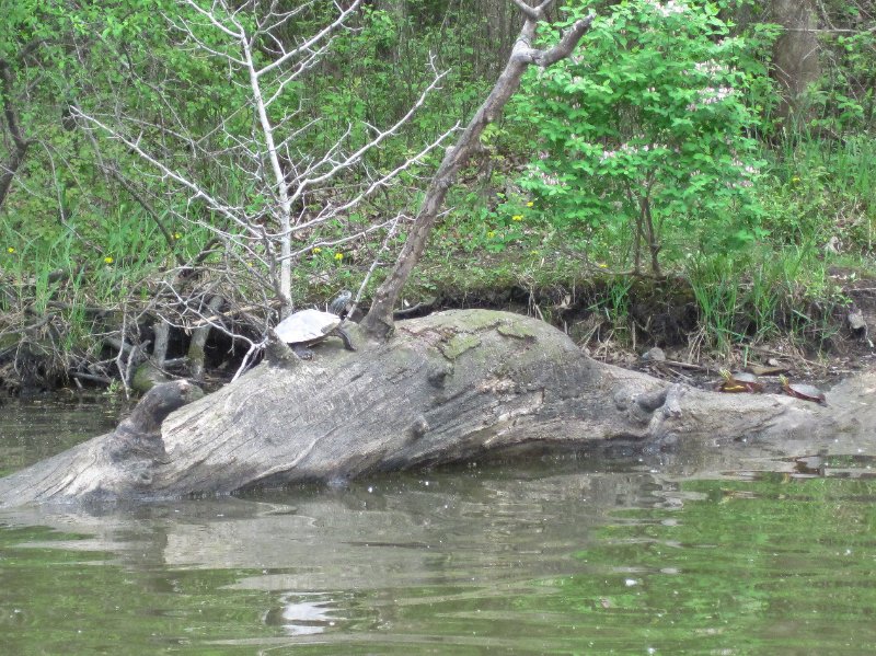 IMG_0478.jpg - Turtles