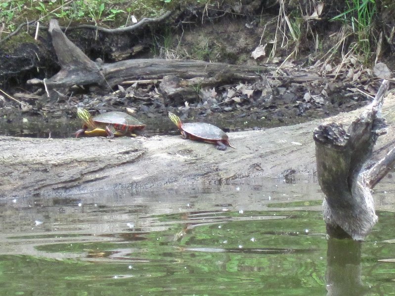 IMG_0481.jpg - Turtles