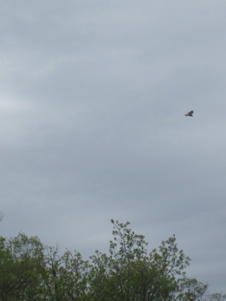 IMG_0482.jpg - Hawk