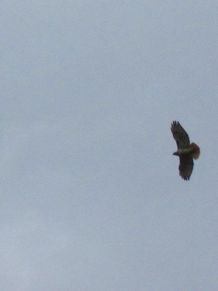 IMG_0483.jpg - Hawk