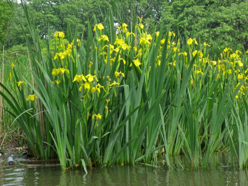 LakeBusseKayak052210-0834.jpg - Kayak Lake Busse