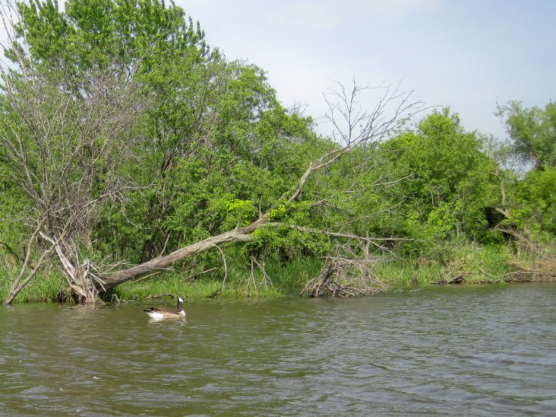 LakeBusseKayak052210-0846.jpg - Kayak Lake Busse