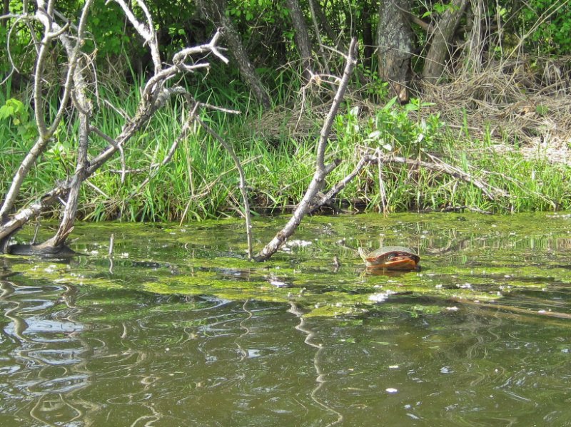 LakeBusseKayak052210-0851.jpg - Kayak Lake Busse