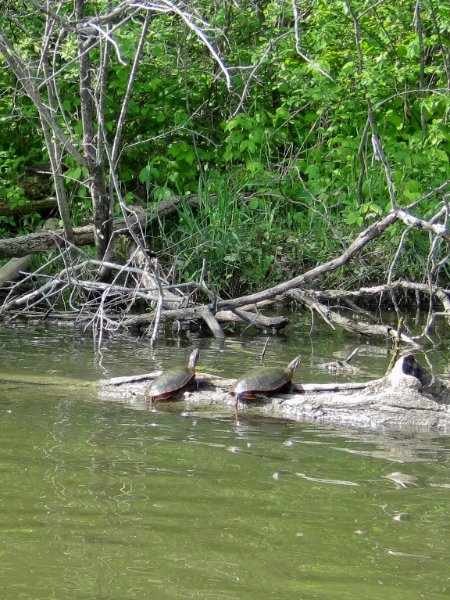 LakeBusseKayak052210-0854.jpg - Kayak Lake Busse