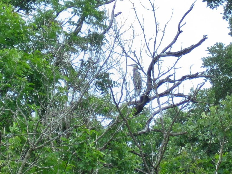 LakeBusseKayak053010-0968.jpg - Great Blue Heron