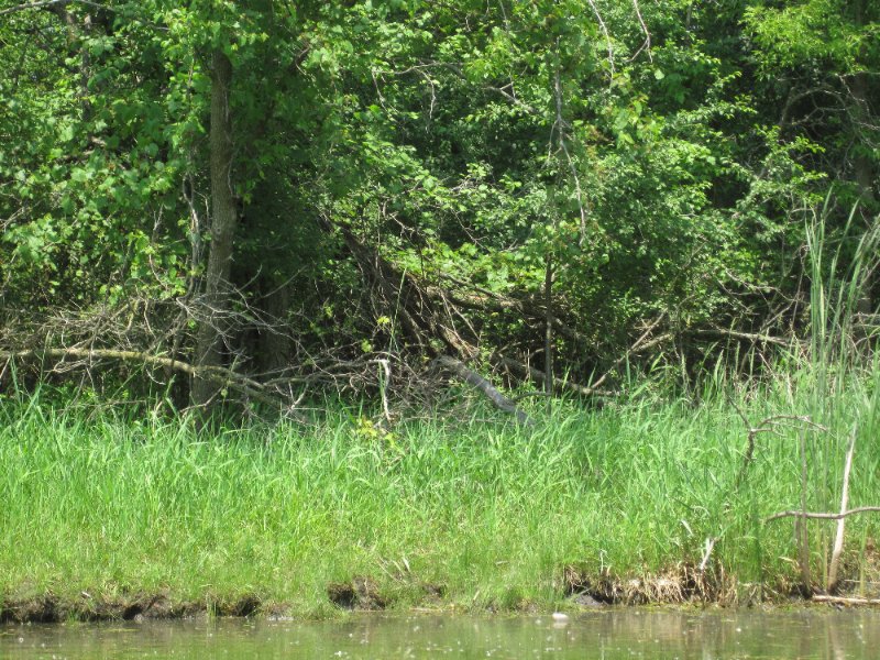 LakeBusseKayak053010-0969.jpg - Deer