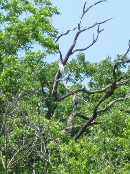 LakeBusseKayak053010-0972.jpg - Great Egret / Great Blue Heron