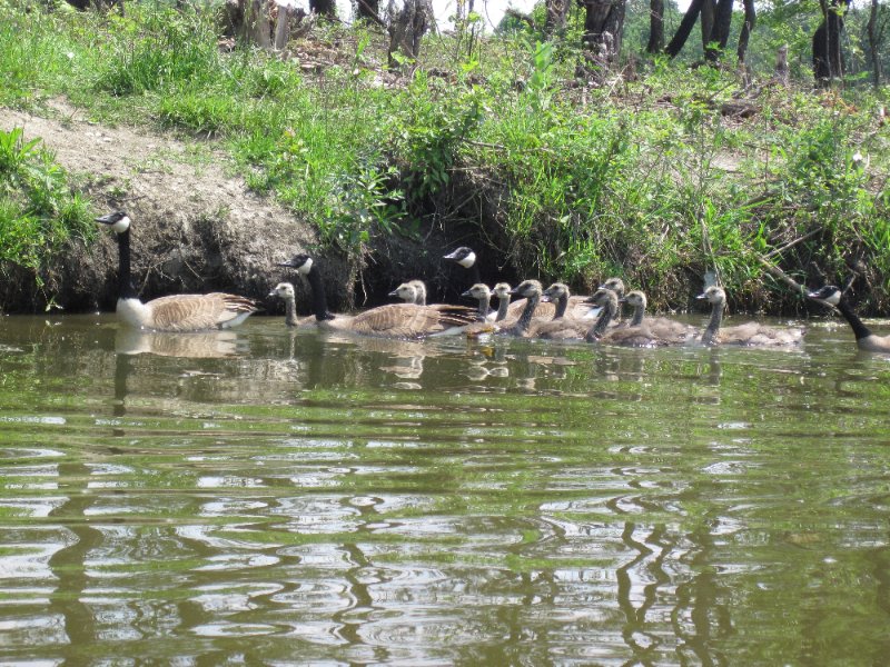 LakeBusseKayak053010-0975.jpg - Geese Family