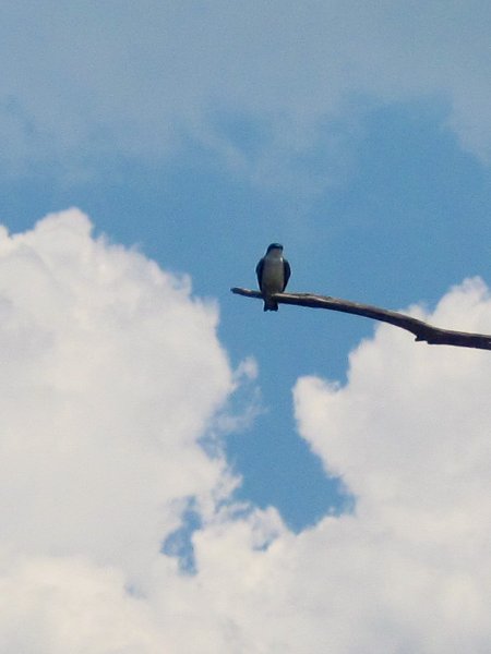 LakeBusseKayak053010-0979-2.jpg - Tree with interesting bird - Swallow?