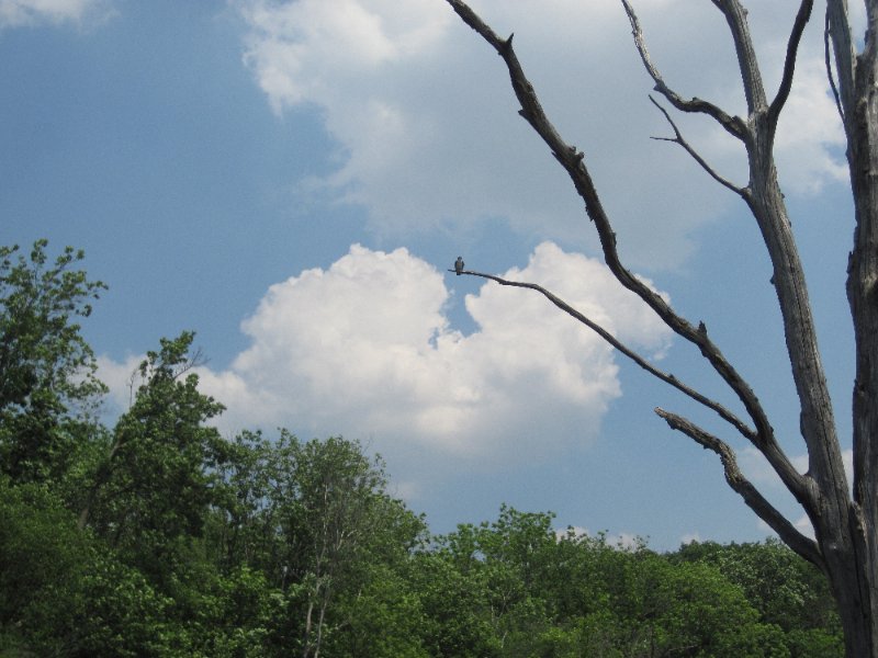 LakeBusseKayak053010-0979.jpg - Tree with interesting bird - Swallow?