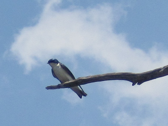 LakeBusseKayak053010-0980-2.jpg - Tree with interesting bird - Swallow?