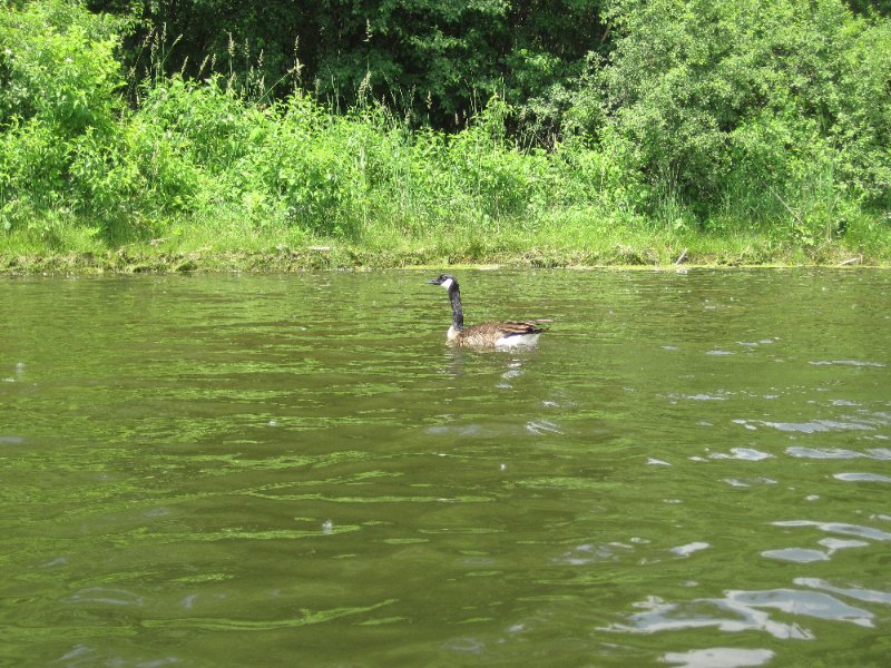 LakeBusseKayak053010-0984.jpg - Geese