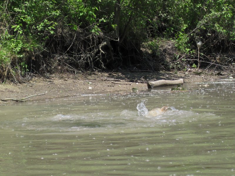 NorthShoreChannel052310-0870.jpg - Spawning Fish splashing in the water