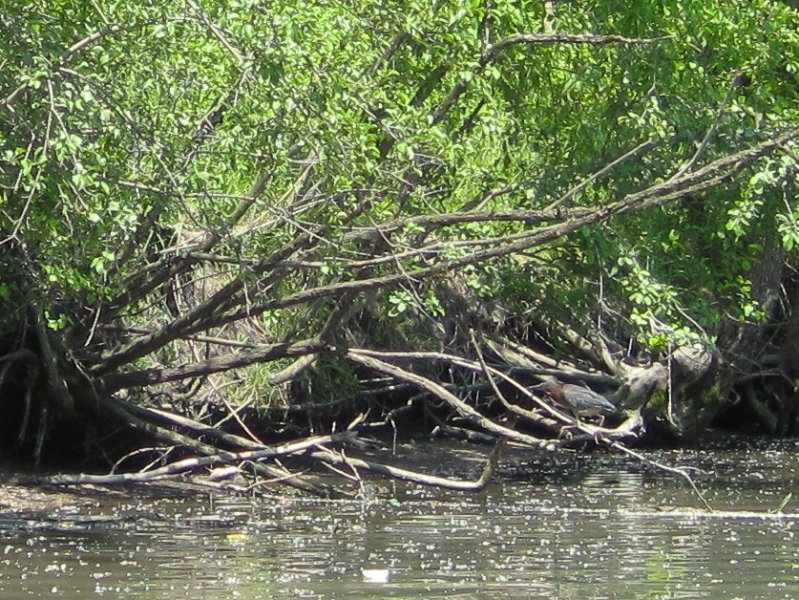 NorthShoreChannel052310-0873.jpg - Green Heron hidden in the tree branches