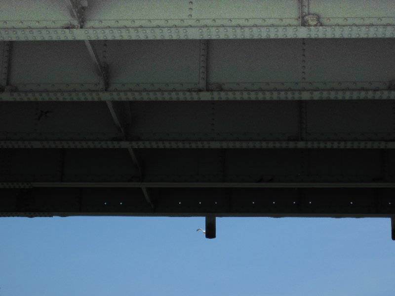 NorthShoreChannel052310-0884.jpg - Swallow nests under the Church Street bridge