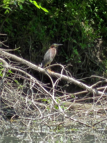 NorthShoreChannel052310-0887.jpg - Green Heron