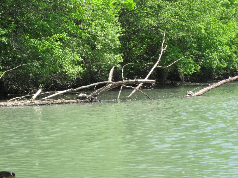 NorthShoreChannel052310-0890.jpg - Turtles on branches