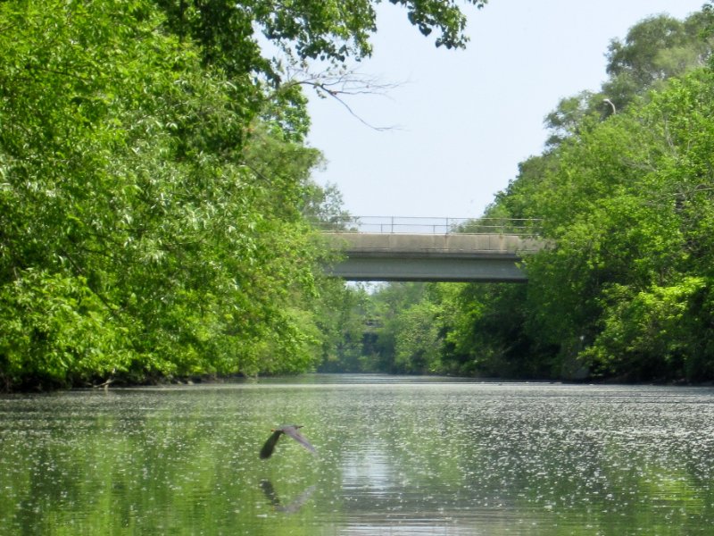 NorthShoreChannel052310-0893.jpg - Great Blue Heron flying, Bridge Street bridge (background)