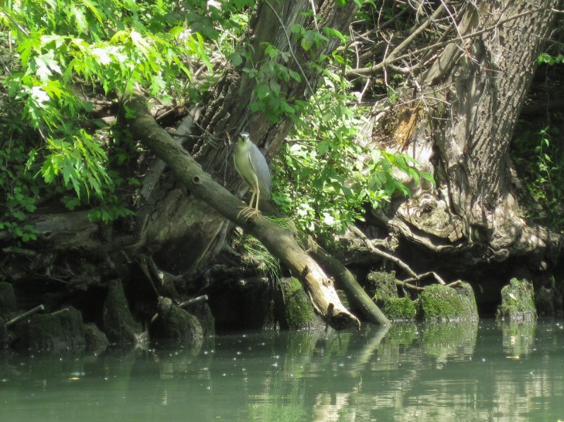 NorthShoreChannel052310-0903.jpg - Black-Crowned Night Heron