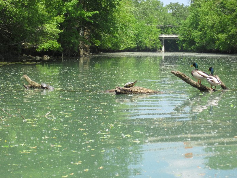 NorthShoreChannel052310-0913.jpg - Turtles and Ducks