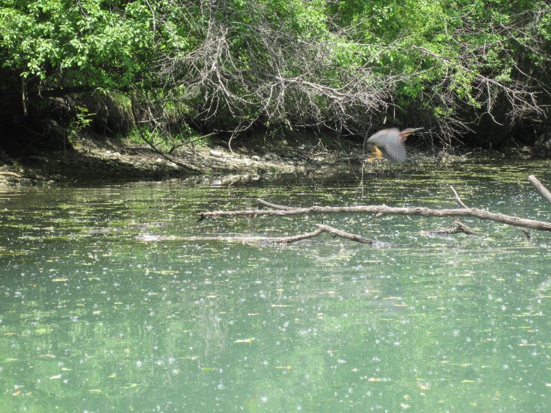 NorthShoreChannel052310-0914.jpg - Green Heron Flying away