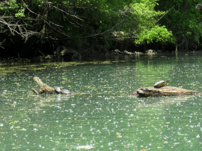 NorthShoreChannel052310-0916.jpg - Turtles on branches
