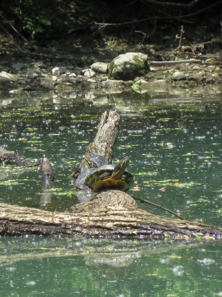 NorthShoreChannel052310-0917.jpg - 3 Turtles on a branch