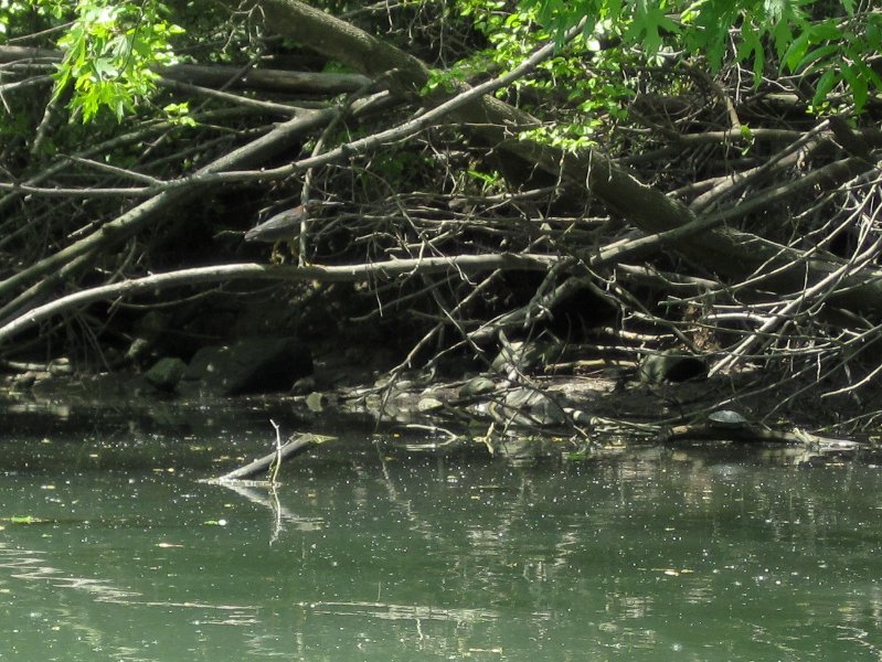 NorthShoreChannel052310-0931.jpg - Green Heron and Turtle