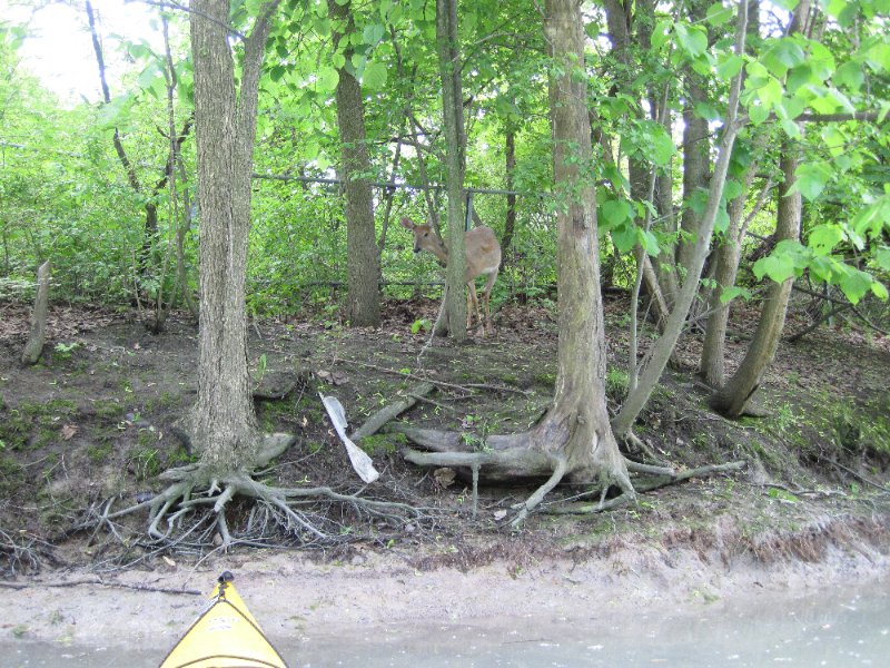 NorthShoreChannel052310-0934.jpg - Deer