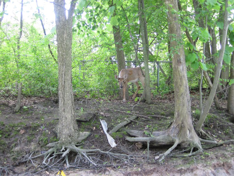 NorthShoreChannel052310-0937.jpg - Deer