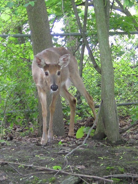 NorthShoreChannel052310-0938.jpg - Deer