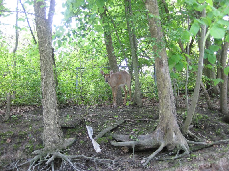 NorthShoreChannel052310-0939.jpg - Deer