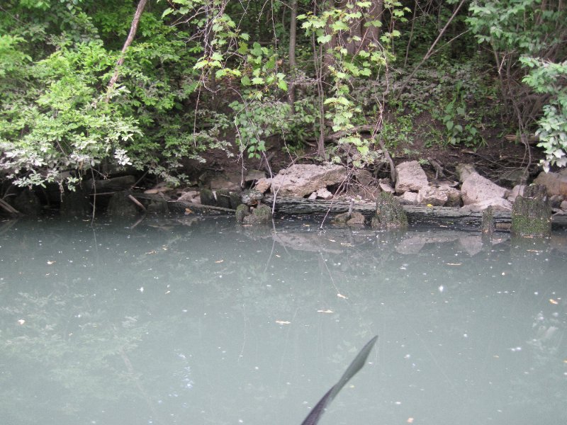 NorthShoreChannel052310-0941.jpg - Turtle